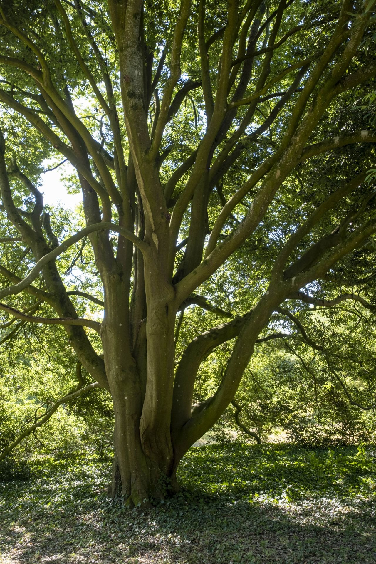 Le ch�ne � feuilles de myrsine