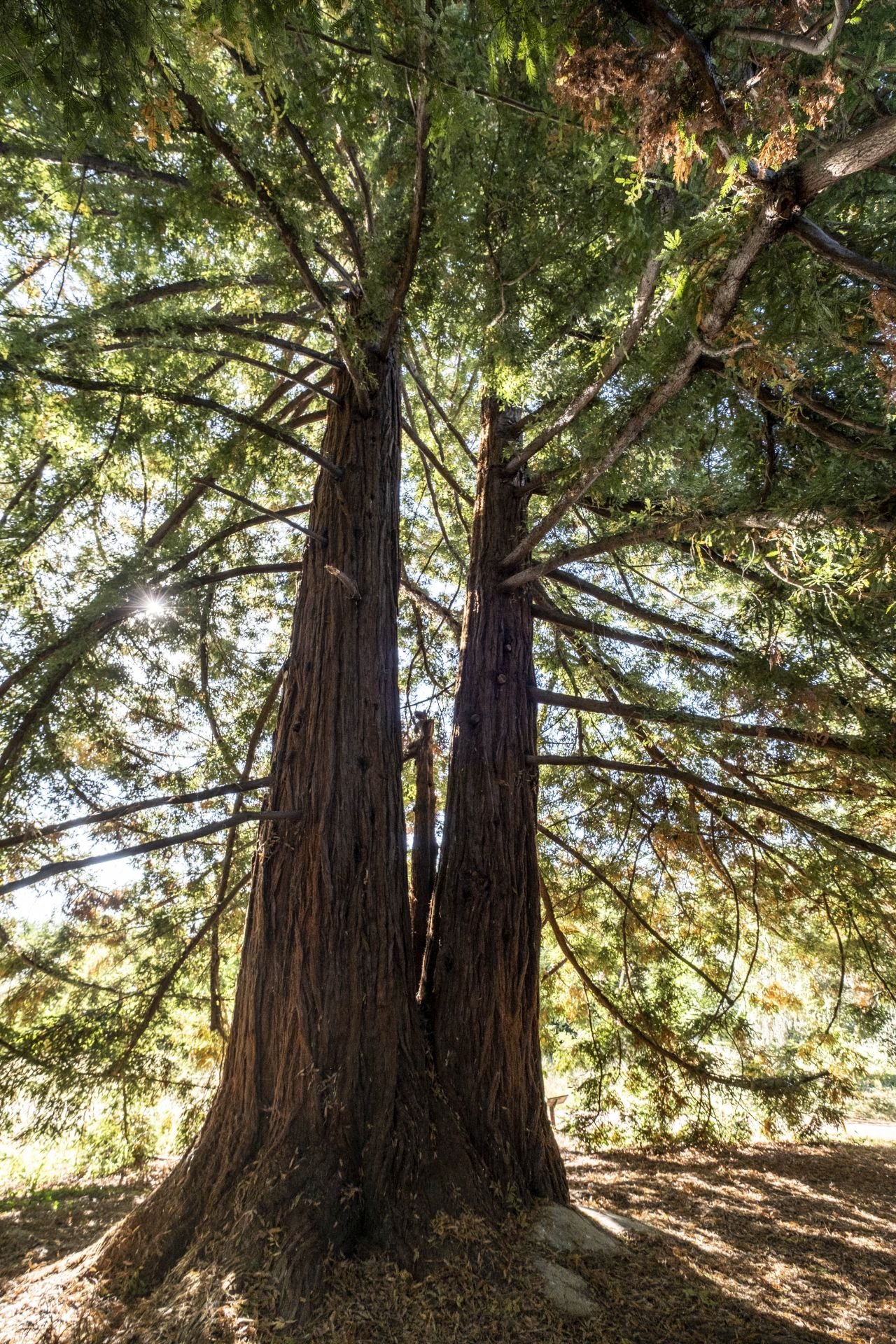 Le s�quo�a sempervirens