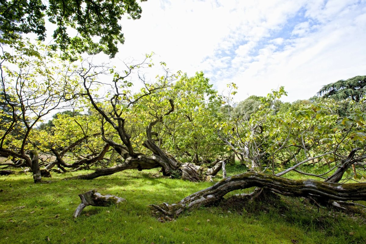 Le catalpa 