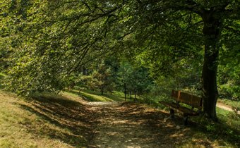 Le parc bois�