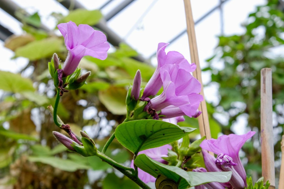 Convolvulaceae
